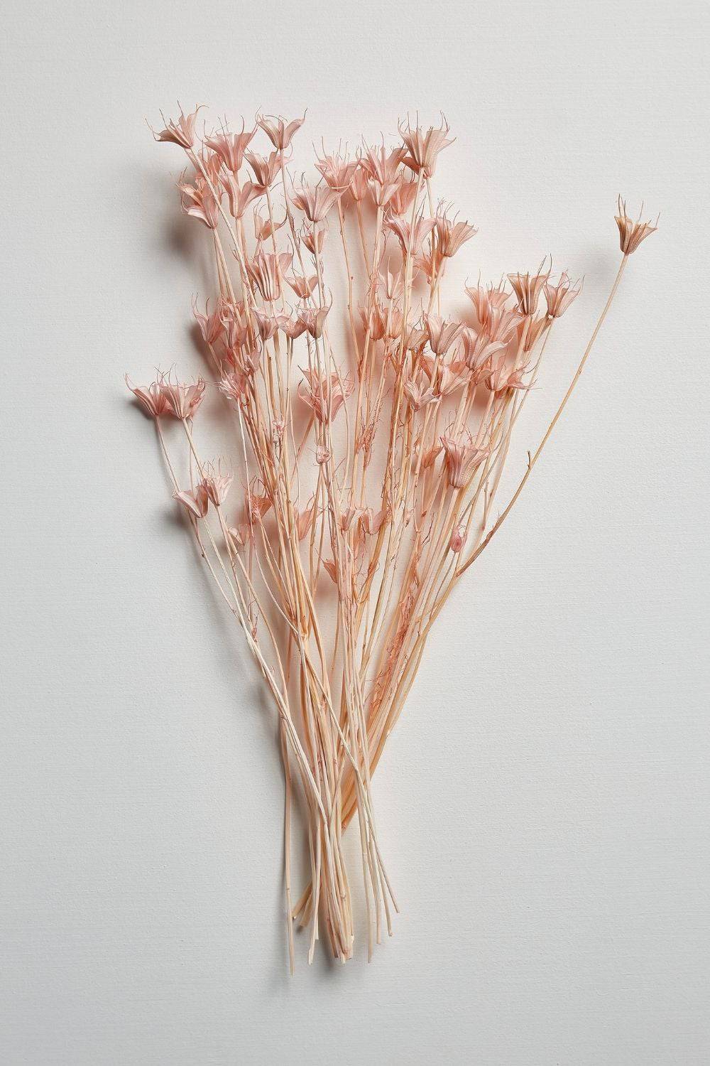 Nigella Orientalis- Silky Pink