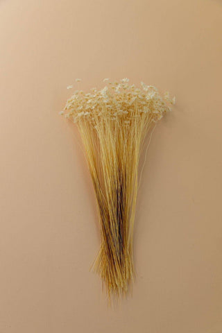 Star Flower Blossom- White