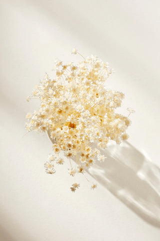 Star Flower Blossom- White